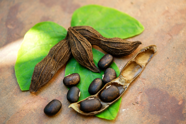 Kaunch beej (Mucuna pruriens) in male infertility and dopaminergic regulation